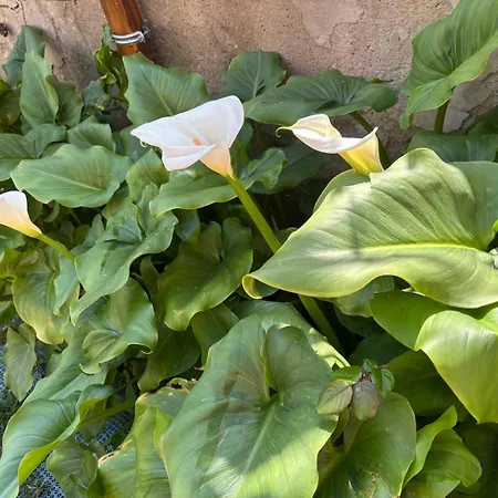 Daire Rinuccini 46 *